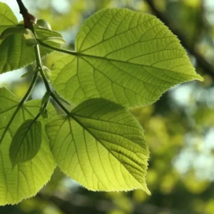 little-leaf-linden-leaf.jpg bty 100% Silk Lampas Cedar Tree Linden Leaf "banyan" Blue Gray Brown Foliage Forest Mid-Century Reversible