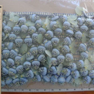 P1460729.jpg Bty Scalamandre Duchessa Jade Rooster Trim Bl/yw Silk MSRP USD 300+