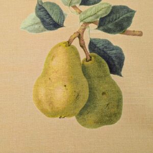 PXL_20240228_202328317 By Vertical Repeat 40 Inches Scalamandre Les Fruits Maize Grape Strawberry Cherry Plum Pear Yellow Realism MSRP USD 220/Y