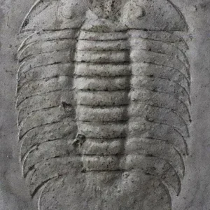 440px-Scutelluid_trilobite 1.2y Scalamandre Fossils- Embroidery Gw-rust On Beige MSRP USD 372Y