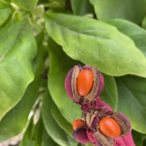 IMG_0165 Stunning Schumacher 100% Silk Dupioni Plaid Square Raspberry Pink Red Orange Butter Yellow Gold