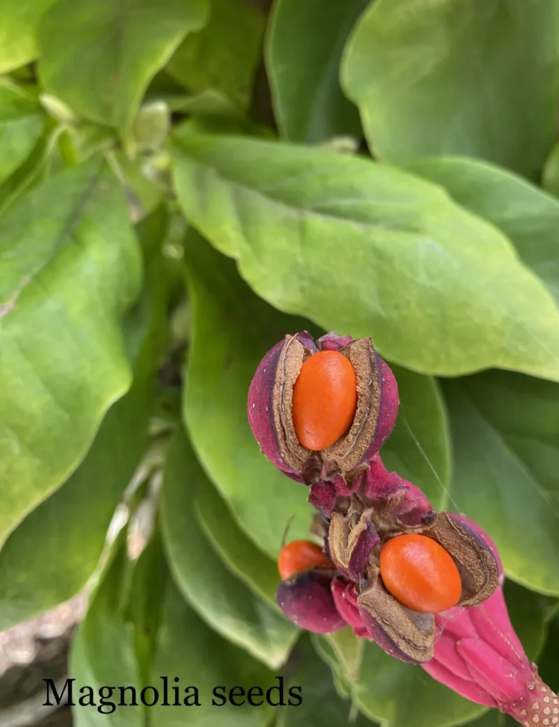 IMG_0165 Stunning Schumacher 100% Silk Dupioni Plaid Square Raspberry Pink Red Orange Butter Yellow Gold