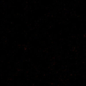 DG-07400_021 Magnifique Jardin Garden Scroll Cut Silk Velvet Ruby Red MSRP USD 1000+