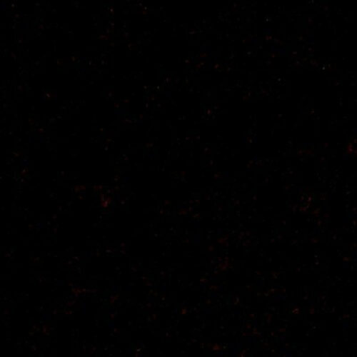 DG-07400_021 Special Order Donghia Mohair - Burgundy Dark Red Velvet Cotton MSRP USD388/y